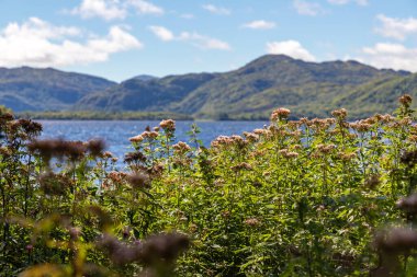 Lough Leane Gölü 'nde çiçekler, arka planda dağlar, Killarney, Kerry, İrlanda