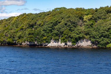 Lough Leane, Killarney, Kerry, İrlanda 'da ağaçlar ve bitkiler