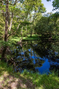 Lough Leane, Killarney, Kerry, İrlanda 'da ağaçlar ve bitkiler