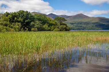 Lough Leane Gölü 'ndeki dağlar, ağaçlar ve bitkiler Killarney, Kerry, İrlanda