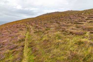 Çiçekli sahil yolu Ceann Sreatha, Dingle, Kerry, İrlanda