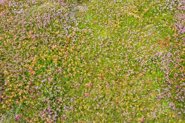 Wild Flowers Filed Dingle Kerry Ireland — Stock Photo, Image