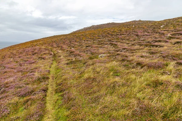 Çiçekli sahil yolu Ceann Sreatha, Dingle, Kerry, İrlanda