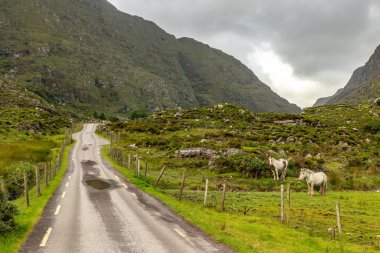 Dunloe Gap 'teki yollar ve dağlar kayalar, bitki örtüsü ve atlar, Killarney, Kerry, İrlanda