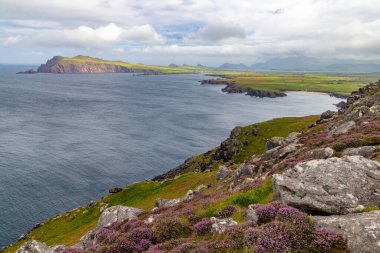 Ceann Sreatha, Dingle, Kerry, İrlanda 'da çiçekler ve kayalar