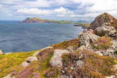 Ceann Sreatha, Dingle, Kerry, İrlanda 'da çiçekler ve kayalar