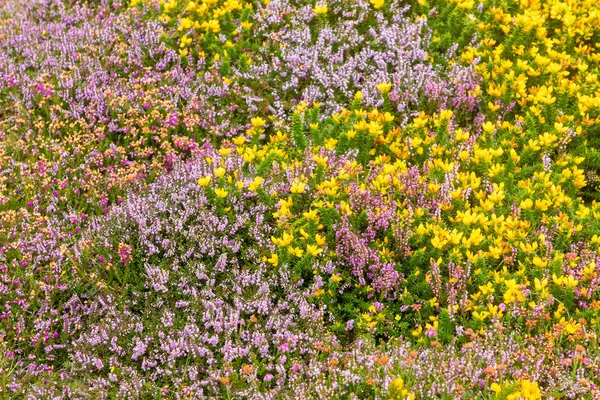 ダイングル ケリー アイルランドで提出された野生の花 — ストック写真