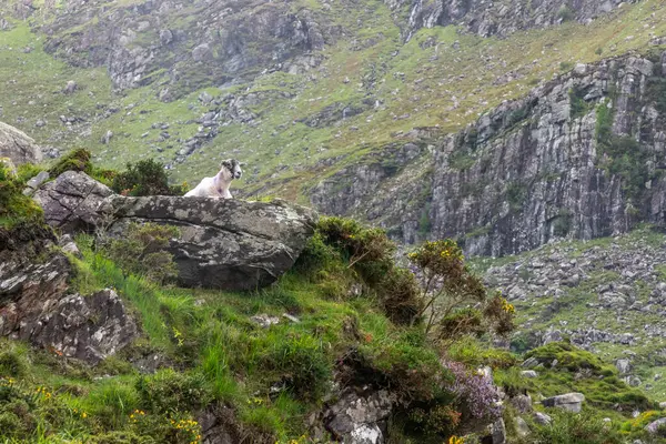 Dunloe Gap dağlarındaki koyunlar, kayalar ve bitki örtüsü, Killarney, Kerry, İrlanda