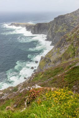 Kayalıklar, okyanus ve bitki örtüsü, Valentia adası, Kerry, İrlanda