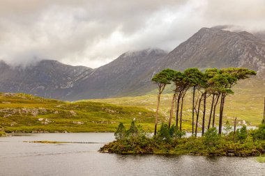 Derryclare Lough, Conemara, Galway, İrlanda 'da 12 Çam