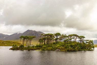 Derryclare Lough, Conemara, Galway, İrlanda 'da 12 Çam