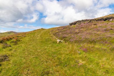 Granuaile Döngü Yolu çiçek ve bitki örtüsüyle kaplı, Derreen, Achill Adası, Mayo, İrlanda