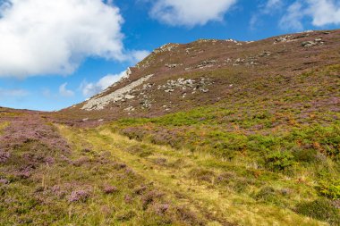 Granuaile Döngü Yolu çiçek ve bitki örtüsüyle kaplı, Derreen, Achill Adası, Mayo, İrlanda