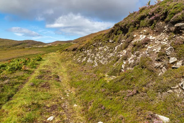 Granuaile Döngü Yolu çiçek ve bitki örtüsüyle kaplı, Derreen, Achill Adası, Mayo, İrlanda