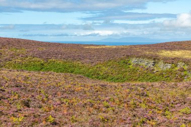 Arka planda okyanus bulunan Knocknarea dağ bitkileri, Grange North, Knockaree, Sligo, İrlanda