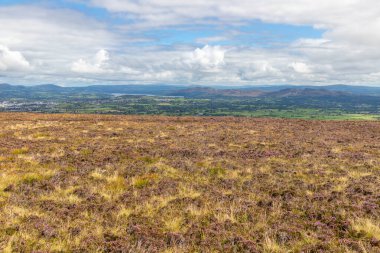 Knocknarea dağında bitki örtüsü, Grange North, Knockaree, Sligo, İrlanda
