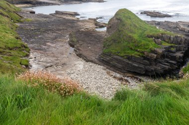 Mullaghmore 'daki kayalar ve bitkiler, Kilkilloge, Mullaghmore, Co. Sligo, İrlanda