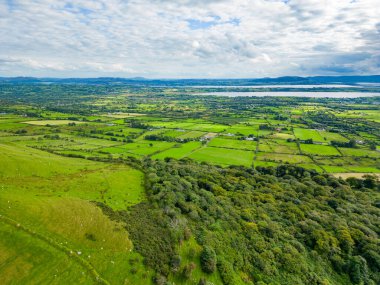 Benbulbin ormanının çiftlikleri, kayaları ve bitkileri, Barnaribbon, County Sligo, Irlanda