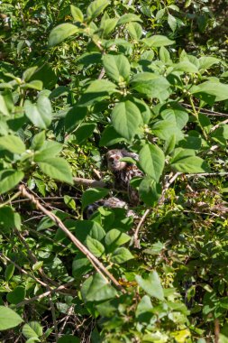 Ormanda Marmoset, Florianopolis, Santa Catarina, Brezilya