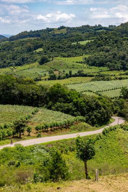 Vadideki üzüm bağları, Vale dos Vinhedos, Monte Belo do Sul, Rio Grande do Sul, Brezilya
