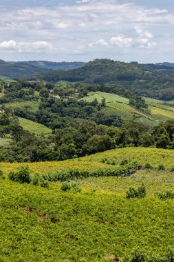 Vadideki üzüm bağları, Vale dos Vinhedos, Monte Belo do Sul, Rio Grande do Sul, Brezilya