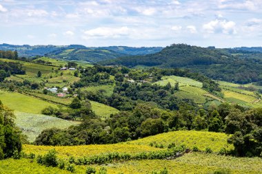 Vadideki üzüm bağları, Vale dos Vinhedos, Monte Belo do Sul, Rio Grande do Sul, Brezilya