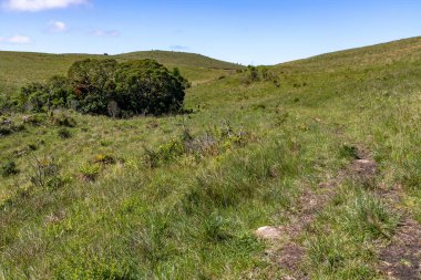 Tarlada ağaçlar, çalılar ve çimenler, Cambara do Sul, Rio Grande do Sul, Brezilya
