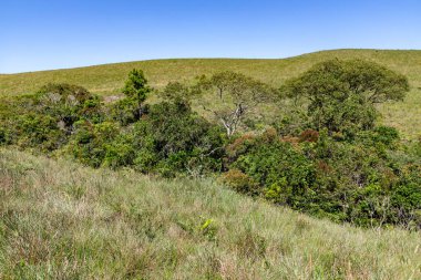 Ağaçları, çalıları ve otları olan tipik bitki örtüsü, Cambara do Sul, Rio Grande do Sul, Brezilya