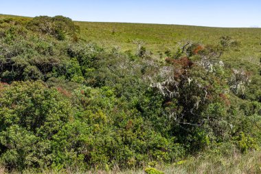 Ağaçları, çalıları ve otları olan tipik bitki örtüsü, Cambara do Sul, Rio Grande do Sul, Brezilya
