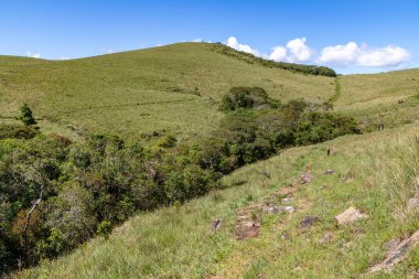 Ağaçları, çalıları ve otları olan tipik bitki örtüsü, Cambara do Sul, Rio Grande do Sul, Brezilya