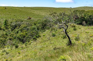 Ağaçları, çalıları ve otları olan tipik bitki örtüsü, Cambara do Sul, Rio Grande do Sul, Brezilya