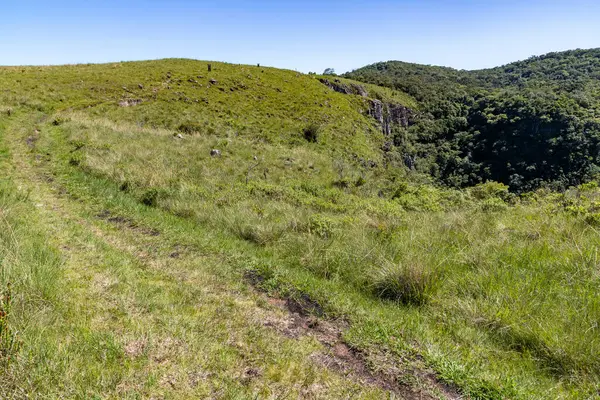 Ağaçları, çalıları ve otları olan tipik bitki örtüsü, Cambara do Sul, Rio Grande do Sul, Brezilya