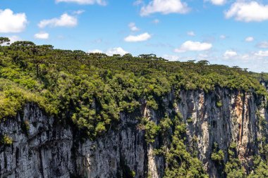 Arauracia ormanı Itaimbezinho Kanyonu, Cambara do Sul, Rio Grande do Sul, Brezilya