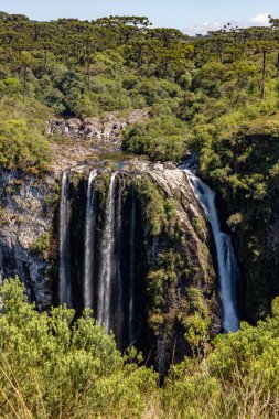 Bitki örtüsü, Arauracia ağaçları ve Itaimbezinho Kanyonu 'ndaki şelale, Cambara do Sul, Rio Grande do Sul, Brezilya