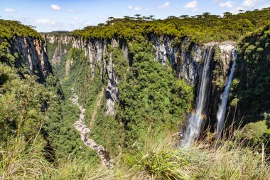 Bitki örtüsü, Arauracia ağaçları ve Itaimbezinho Kanyonu 'ndaki şelale, Cambara do Sul, Rio Grande do Sul, Brezilya