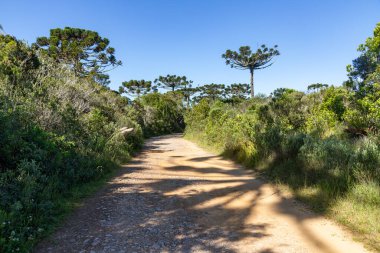 Araucaria ormanlarında patika, Cambara do Sul, Rio Grande do Sul, Brezilya