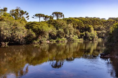 Etrafında Araucaria ormanları, Cambara do Sul, Rio Grande do Sul, Brezilya