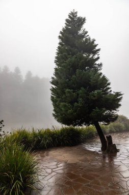 Pine tree in a Foggy morning in Lago Negro lake, Gramado, Rio Grande do Sul, Brazil