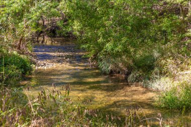 Water stream with trees in Brushy Creek Regional Trail, Cedar Park, Texas, USA clipart