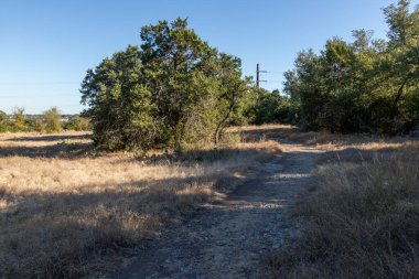 Vegetation in Brushy Creek Regional Trail, Cedar Park, Texas, USA clipart