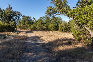 Brushy Creek Bölgesel Yolu 'ndaki Vegetation, Cedar Park, Teksas, ABD