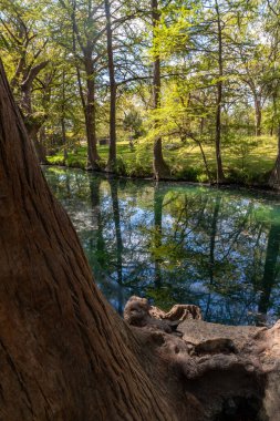 Wimberley, Texa, ABD 'deki Wimberley Gölü etrafındaki kel selvi ağaçları