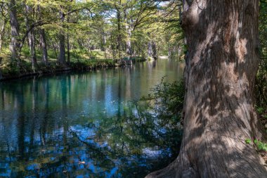 Wimberley, Texa, ABD 'deki Wimberley Gölü etrafındaki kel selvi ağaçları