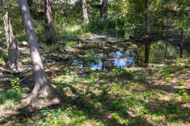 Trail around bald cypress tree in Wimberley, Texa, USA clipart