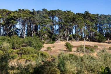 Andy Goldsworthy 's Wood Line, San Francisco, California, ABD