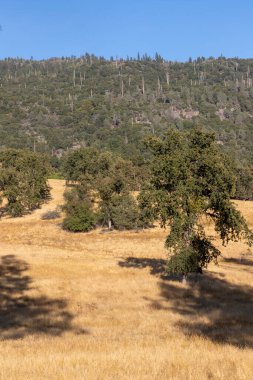 Tarladaki ağaçlar, Mariposa, California, ABD
