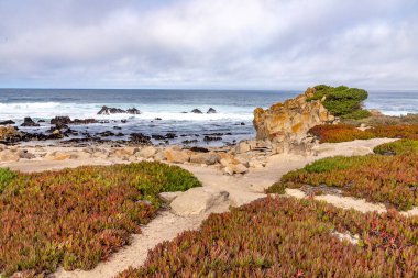 Rocky Beach, Pacific Grove, Monterey, California, ABD 'de bitki örtüsü ve dalgalar