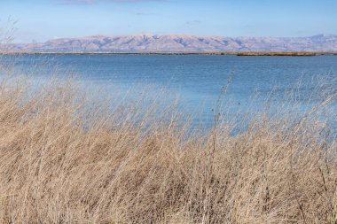 Arka planda dağlarla Bayland 'daki bitki örtüsü, Palo Alto, California, ABD