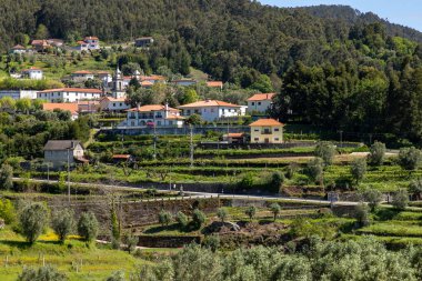 Köy ve Üzümler, Labruja, Viana do Castelo, Portekiz