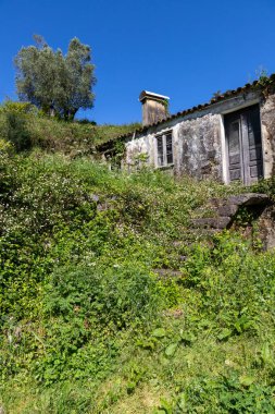Vahşi bitki örtüsü olan eski taş ev, Arcozelo, Viana do Castelo, Portekiz